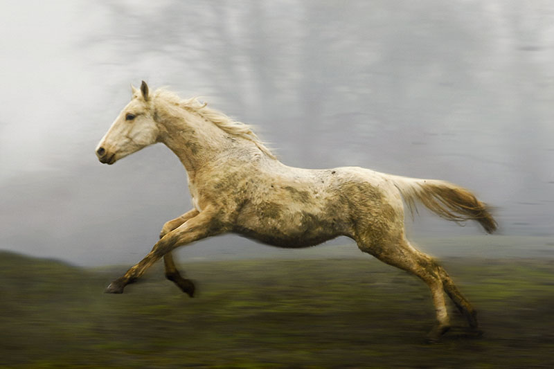 A muddy palomino sport horse healing gallops across the field on a foggy day at down.