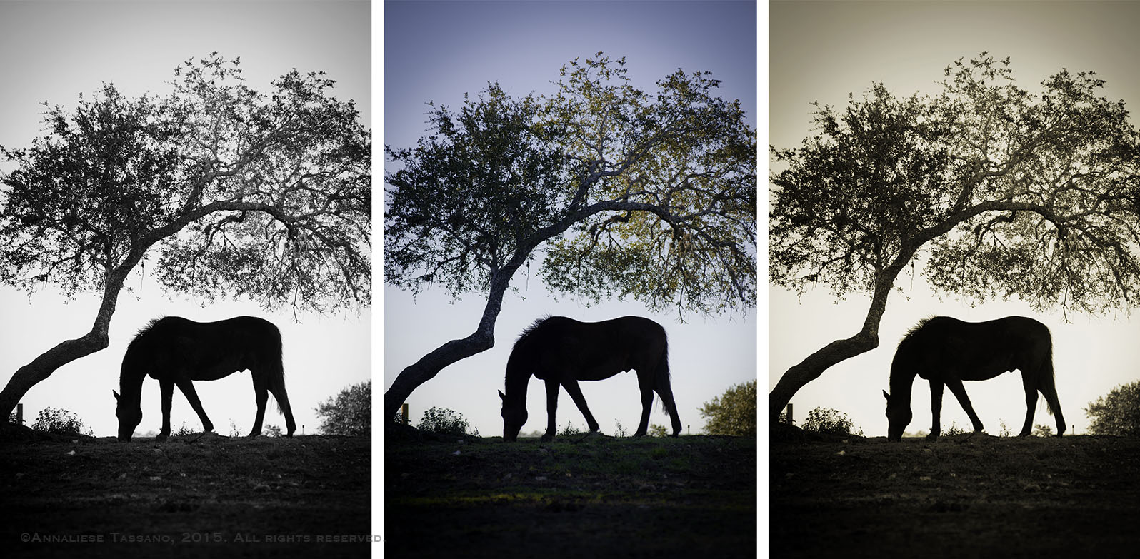 Three matching silhouettes of a horse grazing under a tree: BW, color, sepia.