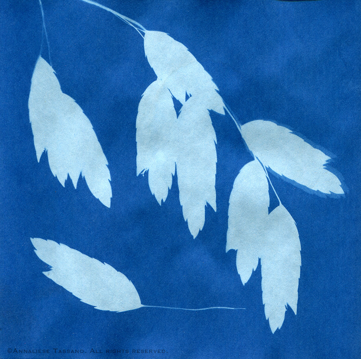 A blue solar print of the seed pods of the grass known in Austin, Texas as "sea oats".