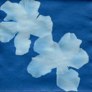 A blue solar print of two oleander blossoms / flowers.