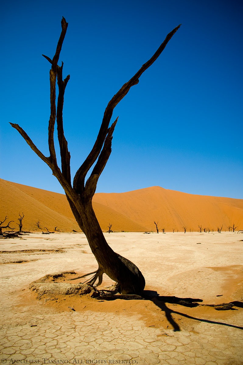 One of the famous, ancient dead trees found in the dunes of Dead Vlei, Sossusvlei, inside the Namib-Naukluft Park in Namibia.