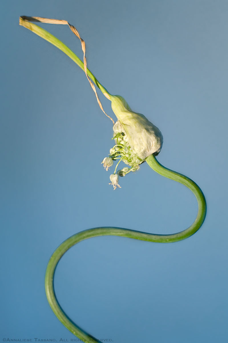 Snake garlic allium blossoms on a twisting, bending green stem.