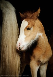 A three day old chesnut roan Adalusian filly foal with a bald face stands at her mother's tail.