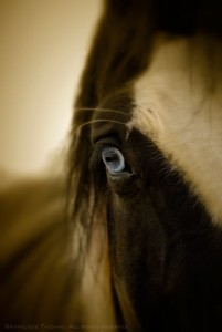 A paint warmblood darft cross horse with a blue eye.