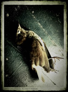 A spotted thrush lies dead on a wooden porch after a window strike.