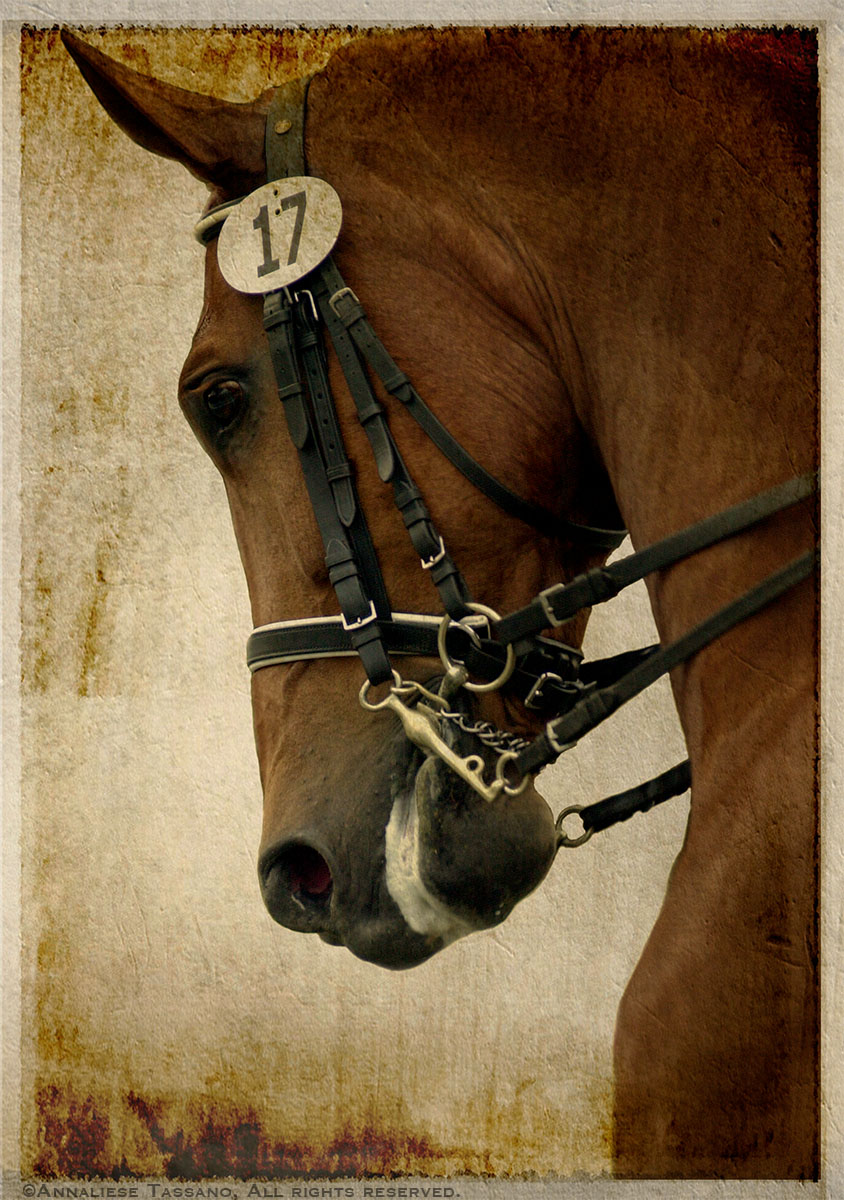 An antiqued color photograph of a chestnut, warmblood dressage horse wearing a full bridle and the show number 17.