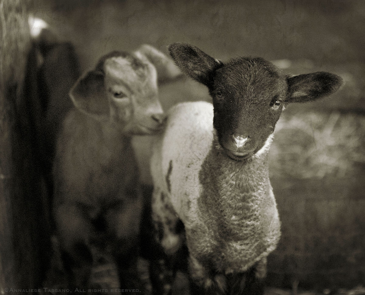 A black faced lamb sheep and a brown kid goat shelter together.