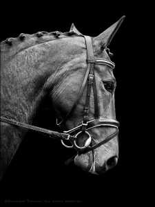 A black and white image of a bay dressage horse in a bridle with a padded noseband, crank, and simple snaffle bit.