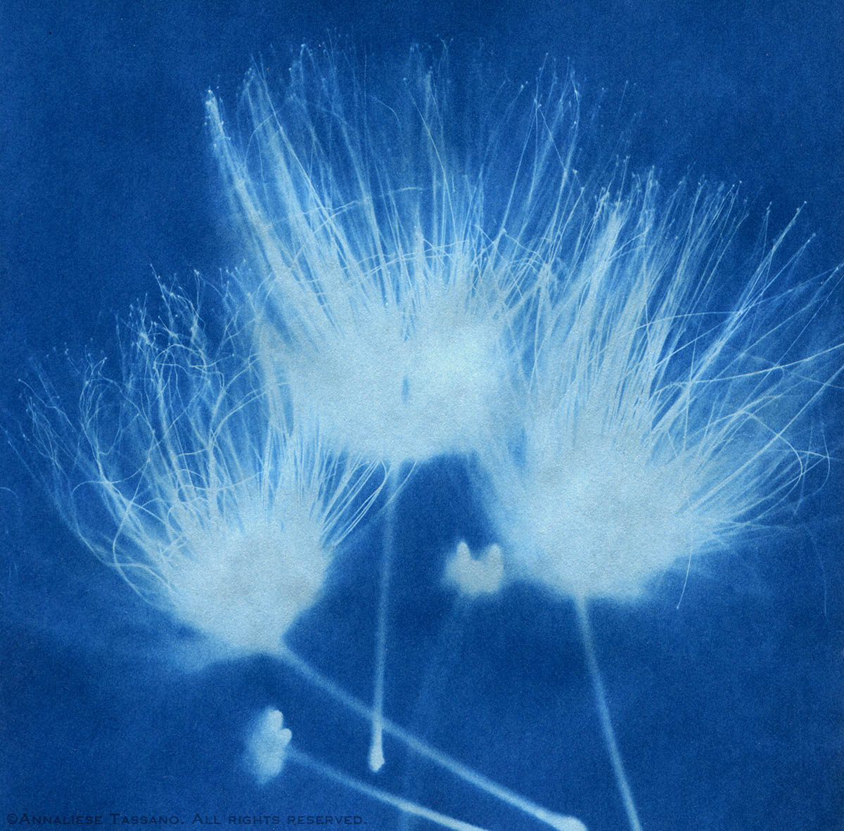 A blue solar print of three mimosa blossoms.