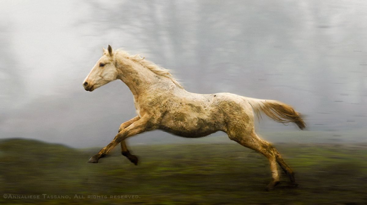 A half saddlebred, half thouroughbred palomino American Warmblood yearling gallops across a muddy field on a foggy day outside of Portland. Oregon.