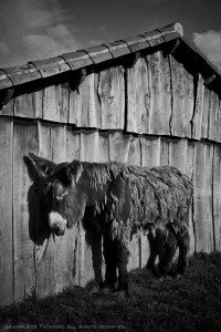 A solitary Poitou Donkey stands sleeping in the sun by a rough wooden barn on a sunny day. Black and white.