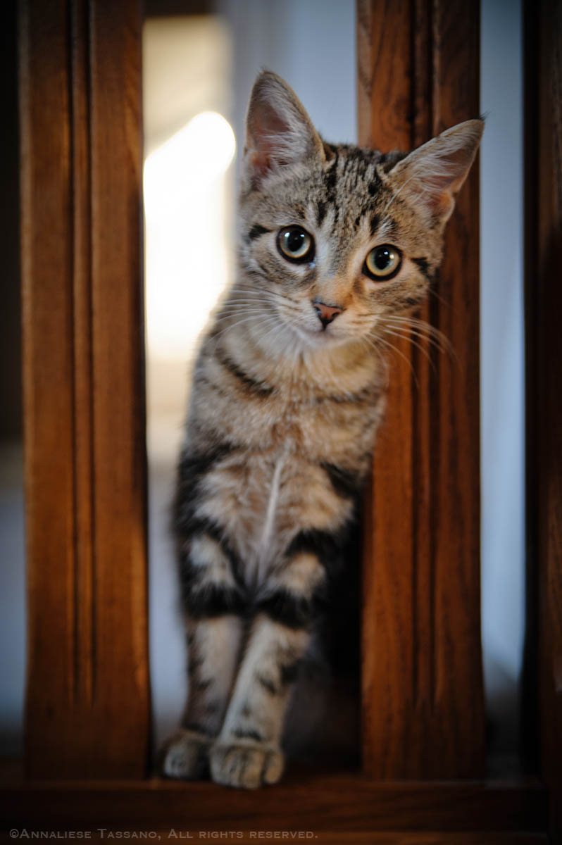 A striped, brown, tabby kitten looks at the camera from a staircase landing.