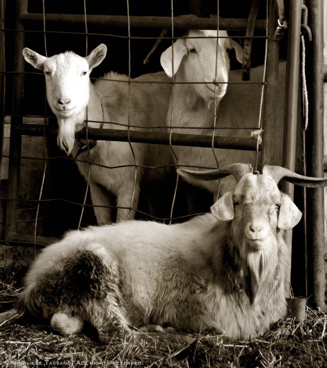 Three goats, two white Swiss Saanen dairy goats and one South African Boer goat with long curling horns.