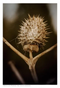 A spiky, spiny seed pod of a dead weed plant looks like a woman with arms outstretched in a turtleneck.