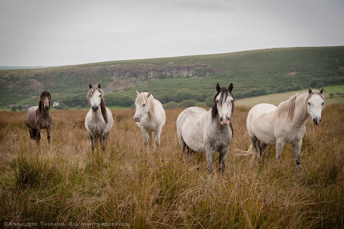 A herd of five wild gray and roan Welsh Ponies roam in the moors above Pontardulais, Wales.