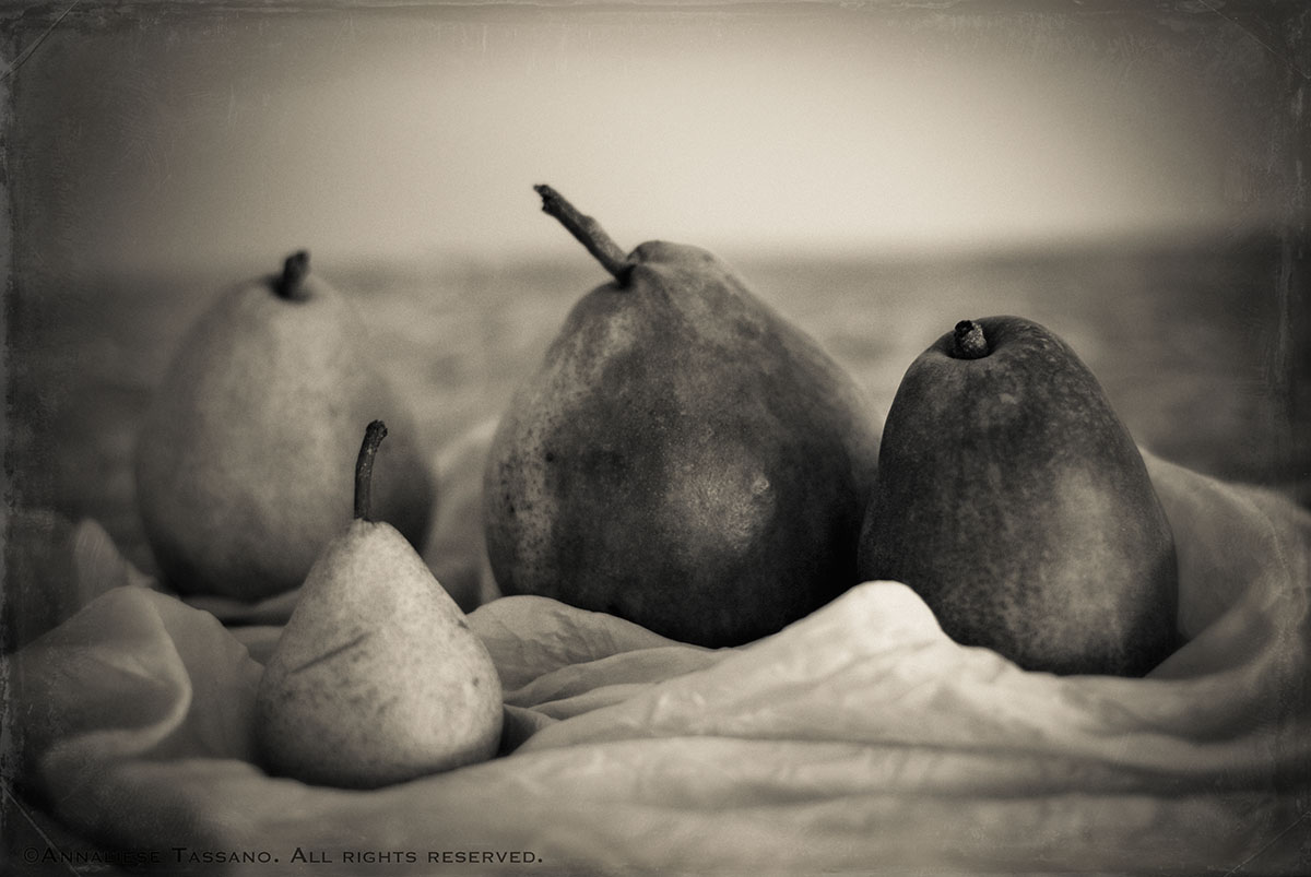 A variety of heirloom pears, both red and green, sit in rumpled silk in the this classic, sepia still life photograph.