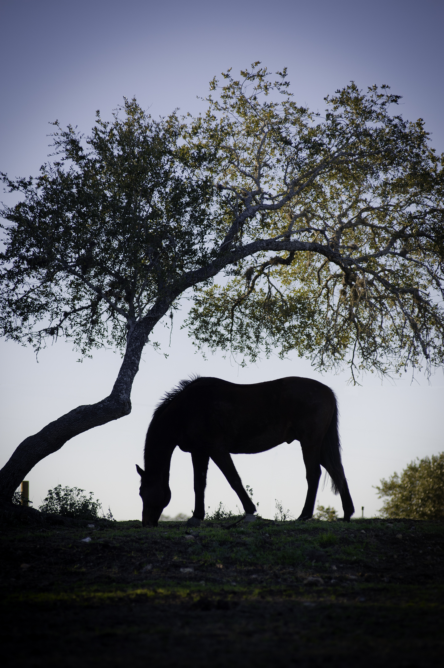 A horse in silhouette grazes in a pasture under a tree at sunset.